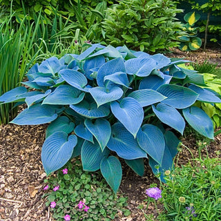 Halcyon Hosta